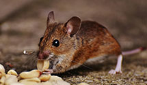 24 Hour & Emergency Exterminators in Laurel Springs, NC